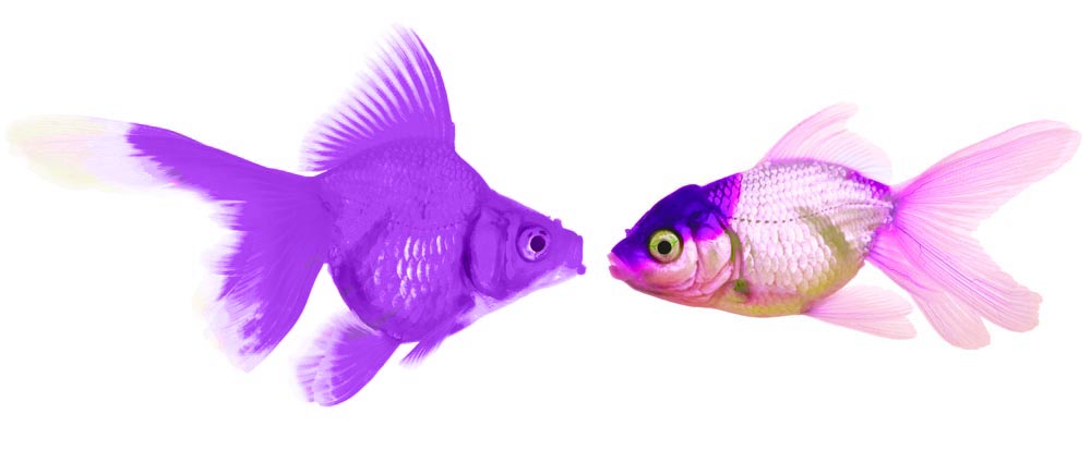 Purple Goldfish 1.3